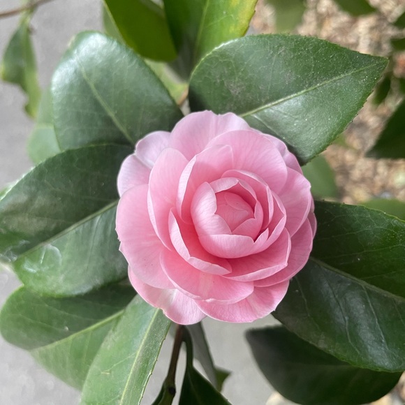 Meet your Posher, Laura - Picture 8 of 8